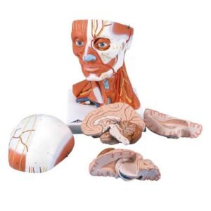 مجسم تشريح رأس الإنسان (XC-0156) 10 أجزاء